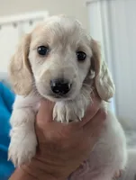 Scotch CKC Long Haired Miniature Dachshund , a male Miniature Dachshund for sale in Pompano Beach, FL – 3 of 9