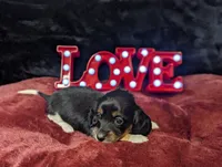 Marley- CKC Long Haired, a female Miniature Dachshund for sale in Deerfield Beach, FL – Photo 4 of 4