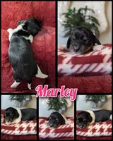 Marley- CKC Long Haired, a female Miniature Dachshund for sale in Deerfield Beach, FL – Photo 3 of 4