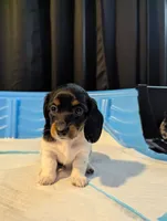 Marley- CKC Long Haired, a female Miniature Dachshund for sale in Deerfield Beach, FL – Photo 1 of 4