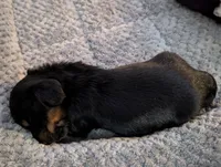 Bourbon CKC Male Long Haired Miniature Dachshund, a male Miniature Dachshund for sale in Pompano Beach, FL – 9 of 9