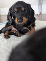 Bourbon CKC Male Long Haired Miniature Dachshund, a male Miniature Dachshund for sale in Pompano Beach, FL – 3 of 9