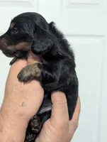 Bourbon CKC Male Long Haired Miniature Dachshund, a male Miniature Dachshund for sale in Pompano Beach, FL – 8 of 9