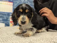 Whiskey CKC Male Long Haired Miniature Dachshund, a male Miniature Dachshund for sale in Pompano Beach, FL – 2 of 10