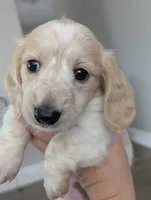 Scotch CKC Long Haired Miniature Dachshund , a male Miniature Dachshund for sale in Pompano Beach, FL – 2 of 9