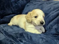 Scotch CKC Long Haired Miniature Dachshund , a male Miniature Dachshund for sale in Pompano Beach, FL – 6 of 9