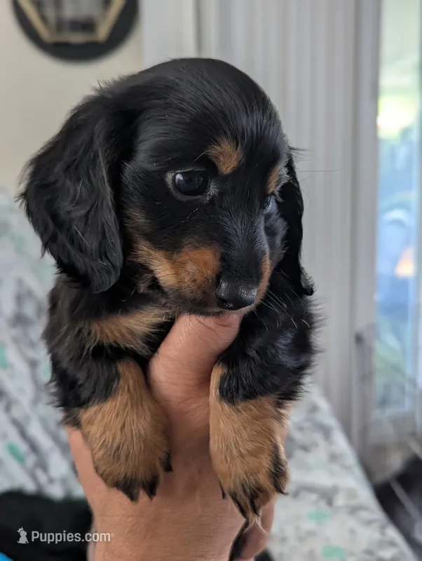 Bourbon CKC Male Long Haired Miniature Dachshund – Miniature Dachshund puppy on hold in Pompano Beach, FL