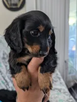 Bourbon CKC Male Long Haired Miniature Dachshund, a male Miniature Dachshund for sale in Pompano Beach, FL – 1 of 9