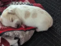 Scotch CKC Long Haired Miniature Dachshund , a male Miniature Dachshund for sale in Pompano Beach, FL – 2 of 3
