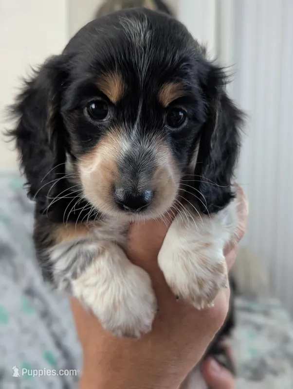 Whiskey CKC Male Long Haired Miniature Dachshund – Miniature Dachshund puppy for sale in Pompano Beach, FL