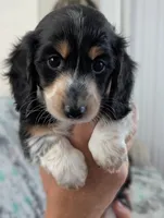 Whiskey CKC Male Long Haired Miniature Dachshund, a male Miniature Dachshund for sale in Pompano Beach, FL – 1 of 10