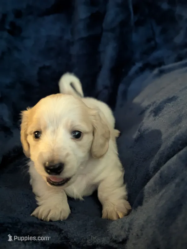 Scotch CKC Long Haired Miniature Dachshund  – Miniature Dachshund puppy on hold in Pompano Beach, FL