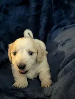 Scotch CKC Long Haired Miniature Dachshund , a male Miniature Dachshund for sale in Pompano Beach, FL – 4 of 9