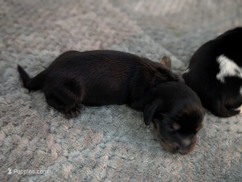 Bourbon CKC Male Long Haired Miniature Dachshund – Miniature Dachshund puppy for sale in Pompano Beach, FL