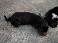 Bourbon CKC Male Long Haired Miniature Dachshund, a male Miniature Dachshund for sale in Pompano Beach, FL – 1 of 4