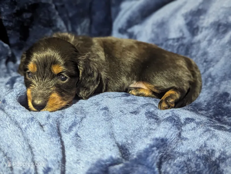 Bourbon CKC Male Long Haired Miniature Dachshund – Miniature Dachshund puppy on hold in Pompano Beach, FL