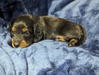 Bourbon CKC Male Long Haired Miniature Dachshund, a male Miniature Dachshund for sale in Pompano Beach, FL – 4 of 9