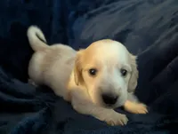 Scotch CKC Long Haired Miniature Dachshund , a male Miniature Dachshund for sale in Pompano Beach, FL – 7 of 9