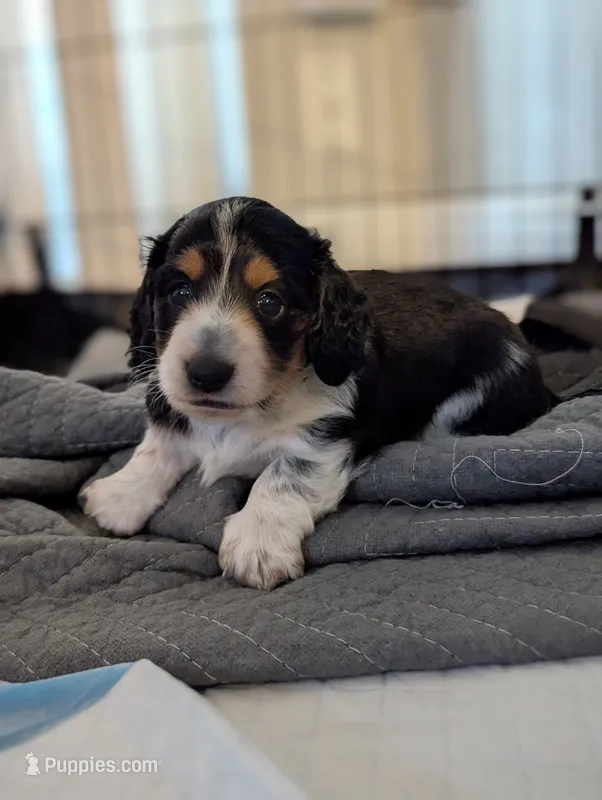 Whiskey CKC Male Long Haired Miniature Dachshund – Miniature Dachshund puppy for sale in Pompano Beach, FL