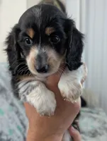 Whiskey CKC Male Long Haired Miniature Dachshund, a male Miniature Dachshund for sale in Pompano Beach, FL – 3 of 10