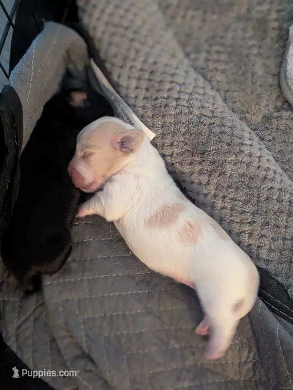 Scotch CKC Long Haired Miniature Dachshund  – Miniature Dachshund puppy on hold in Pompano Beach, FL