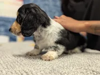 Whiskey CKC Male Long Haired Miniature Dachshund, a male Miniature Dachshund for sale in Pompano Beach, FL – 4 of 10