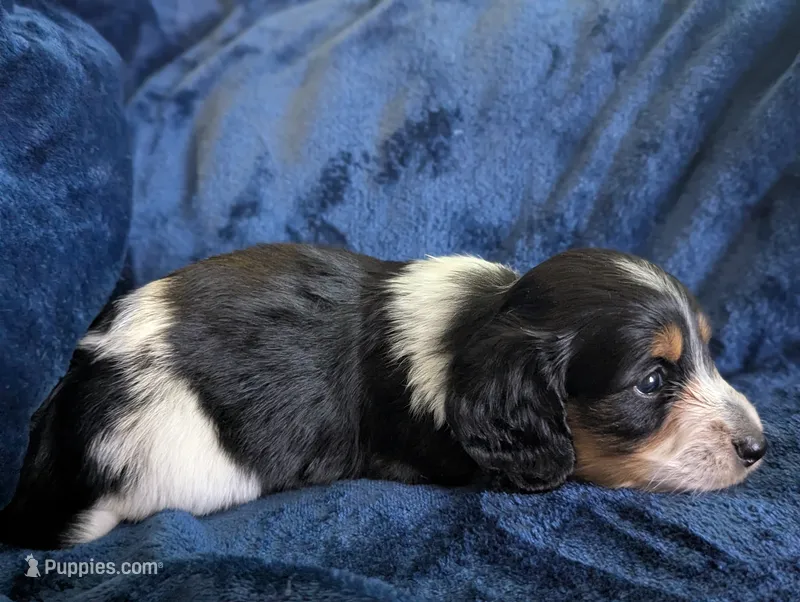 Whiskey CKC Male Long Haired Miniature Dachshund – Miniature Dachshund puppy for sale in Pompano Beach, FL