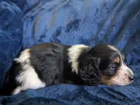 Whiskey CKC Male Long Haired Miniature Dachshund, a male Miniature Dachshund for sale in Pompano Beach, FL – 8 of 10