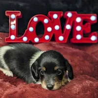 Pending Eros- CKC Long Haired, a male Miniature Dachshund for sale in Deerfield Beach, FL – Photo 5 of 5