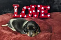 Pending Eros- CKC Long Haired, a male Miniature Dachshund for sale in Deerfield Beach, FL – Photo 5 of 5