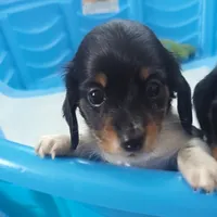 Pending Eros- CKC Long Haired, a male Miniature Dachshund for sale in Deerfield Beach, FL – Photo 4 of 5