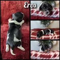 Pending Eros- CKC Long Haired, a male Miniature Dachshund for sale in Deerfield Beach, FL – Photo 3 of 5