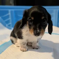 Pending Eros- CKC Long Haired, a male Miniature Dachshund for sale in Deerfield Beach, FL – Photo 2 of 5