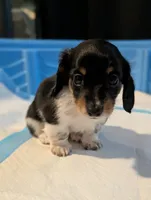 Pending Eros- CKC Long Haired, a male Miniature Dachshund for sale in Deerfield Beach, FL – Photo 2 of 5
