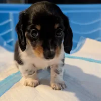 Pending Eros- CKC Long Haired, a male Miniature Dachshund for sale in Deerfield Beach, FL – Photo 1 of 5