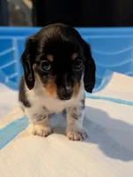 Pending Eros- CKC Long Haired, a male Miniature Dachshund for sale in Deerfield Beach, FL – Photo 1 of 5