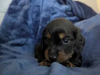 Bourbon CKC Male Long Haired Miniature Dachshund, a male Miniature Dachshund for sale in Pompano Beach, FL – 5 of 9
