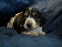 Whiskey CKC Male Long Haired Miniature Dachshund, a male Miniature Dachshund for sale in Pompano Beach, FL – 10 of 10