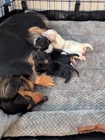 Bourbon CKC Male Long Haired Miniature Dachshund, a male Miniature Dachshund for sale in Pompano Beach, FL – 4 of 4