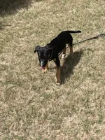 Mouse, a male Belgian Shepherd Dog for sale in Loganville, GA – Photo 5 of 5