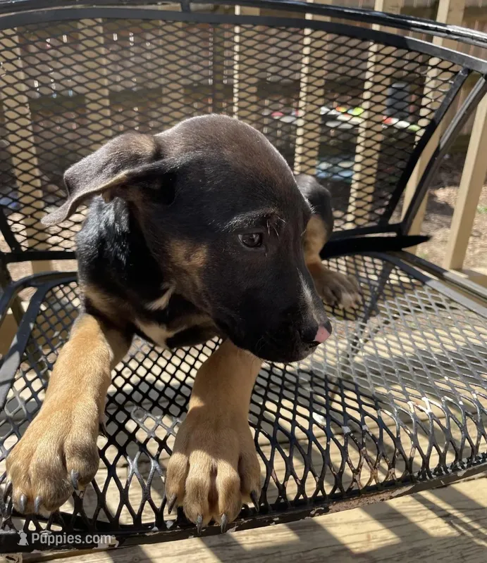 Mouse – Belgian Shepherd Dog puppy for sale in Loganville, GA