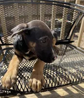 Mouse, a male Belgian Shepherd Dog for sale in Loganville, GA – Photo 1 of 5