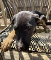 Mouse, a male Belgian Shepherd Dog for sale in Loganville, GA – Photo 2 of 5