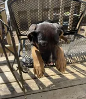 Mouse, a male Belgian Shepherd Dog for sale in Loganville, GA – Photo 4 of 5