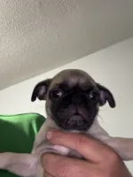 Bruno, a male Pug for sale in Rolla, MO – 2 of 3
