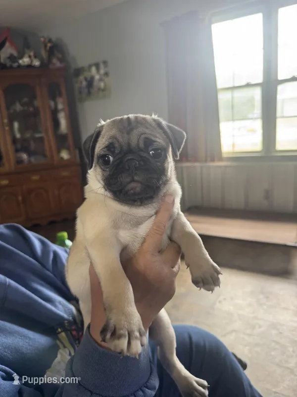 Goldie – Pug puppy for sale in Rolla, MO