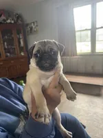 Goldie, a female Pug for sale in Rolla, MO – 1 of 1