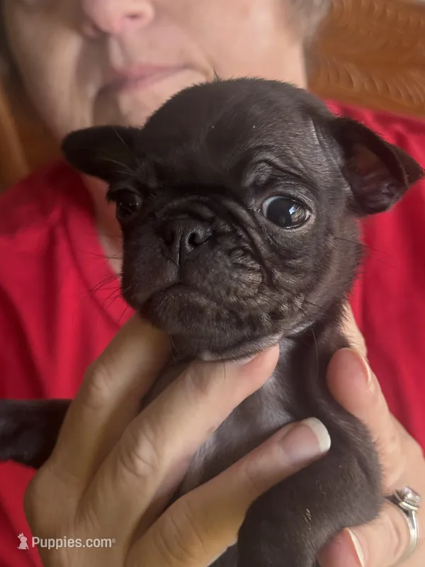 Little man – Bugg puppy for sale in Rolla, MO