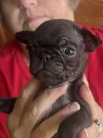 Little man, a male Bugg for sale in Rolla, MO – 1 of 1