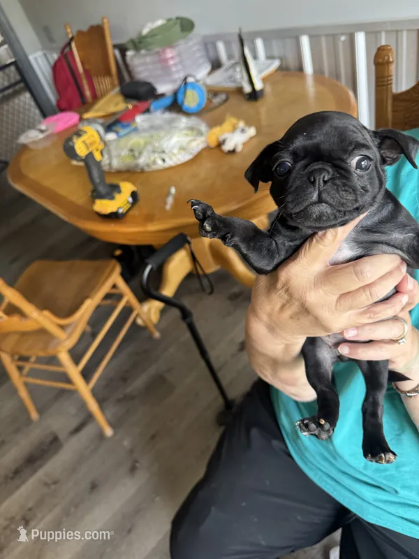 Blackie – Bugg puppy for sale in Rolla, MO